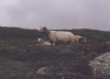 19 ovce na Hardangervide.jpg
